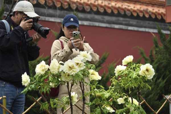 景山公园有条最美“牡丹路”，古建与国色同框正值最佳观赏期