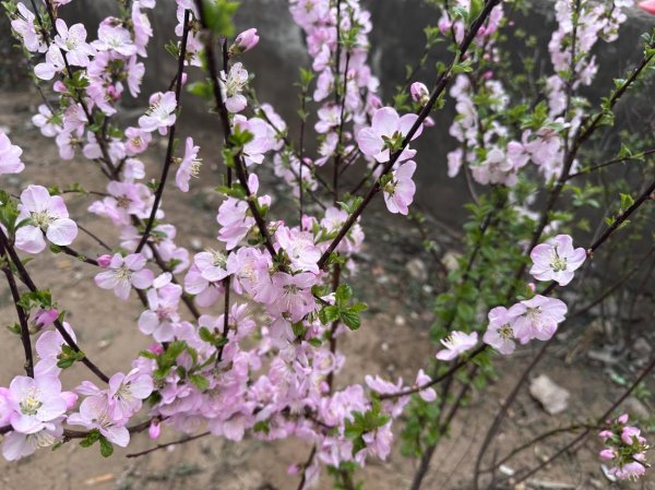 清明假期5路公交延伸至植物园 赏花赏景更便捷